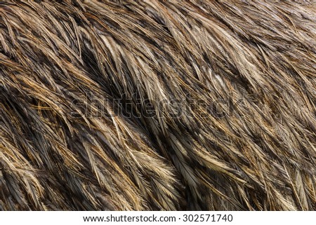 Close Up emu feathers, Dromaius novaehollandiae