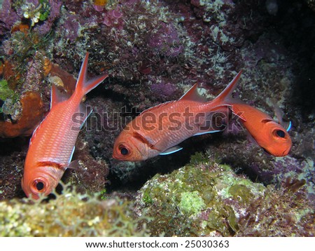 Three dancing orange fish underwater.
