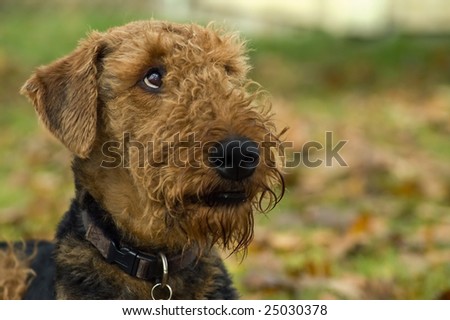 Airedale terrier dog looking upwards.