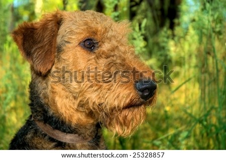 Airedale terrier dog, in profile, posed in front of a green meadow.