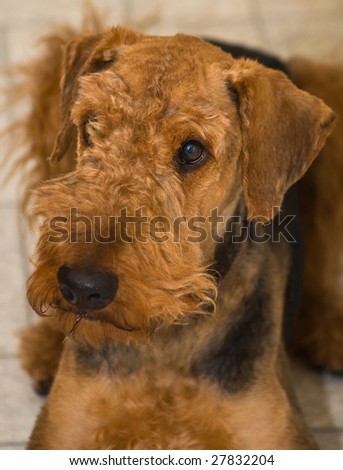 An airedale terrier dog laying down inside on the kitchen