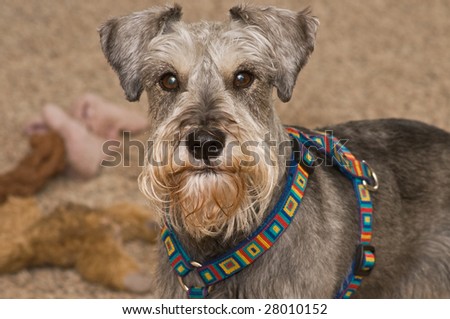A salt and pepper miniature schnauzer dog posing in front of a pile of dog toys