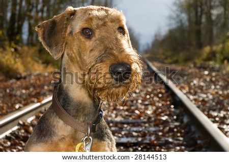 An airedale terrier dog posing on an abandoned railroad tracks