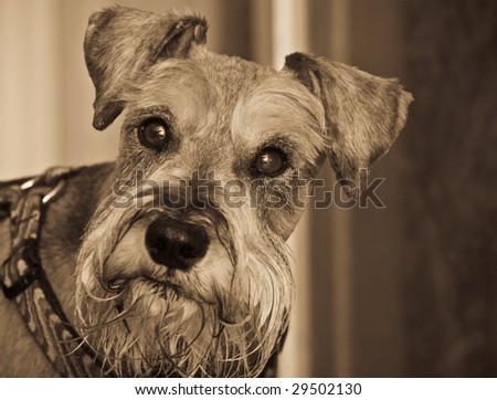 Miniature schnauzer dog gazing into the camera