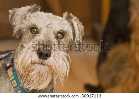Grey salt and pepper miniature schnauzer dog looking straight ahead.  Another dog is in the background sitting.