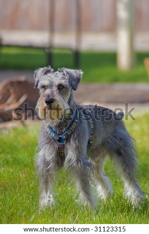 Focused miniature schnauzer dog standing on the lawn in the backyard
