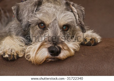 Brown Miniature Schnauzer