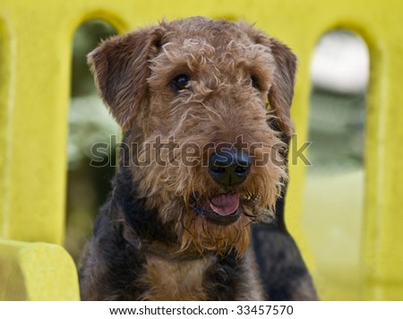 Airedale terrier dog outdoors at a park