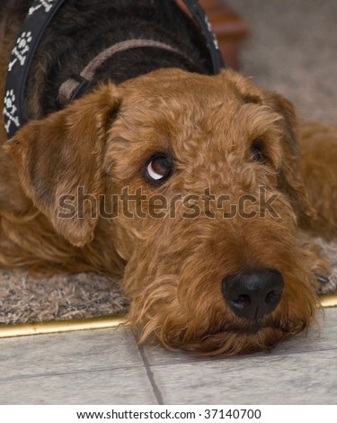 Airedale Puppies on Stock Photo   Airedale Terrier Dog Laying Indoors On Floor Looking Up