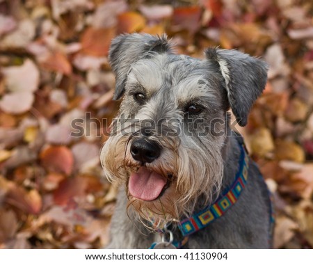 Miniature schnauzer dog sitting down in a pile of fall leaves