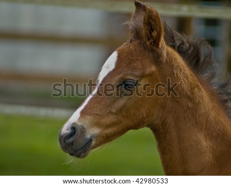 Quarter horse brown baby foal in profile
