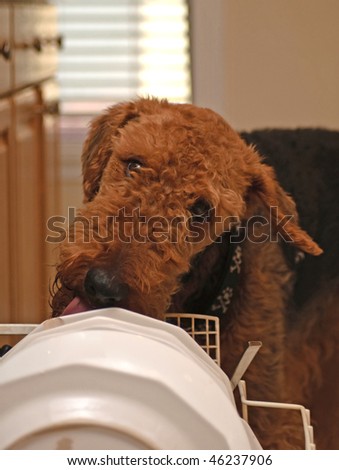 Bad habits.  Airedale terrier dog cleaning dishes with his tongue.