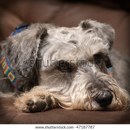 Brown Miniature Schnauzer