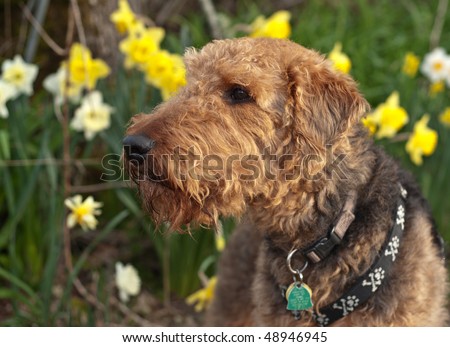 Airedale terrier dog sniffing the air in a spring setting with daffodils