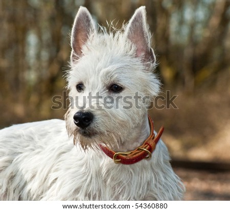 Majestic White West Highland Terrier Dog Portrait Outdoors
