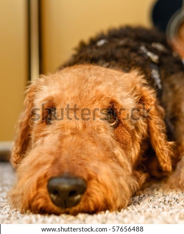 Sad airedale terrier dog close up laying head down with eyes looking up