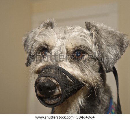 Small gray miniature schnauzer dog wearing a muzzle