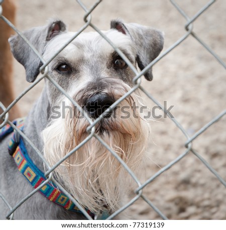 Small gray dog trapped behind a chain link fence looking out