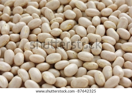 white navy bean