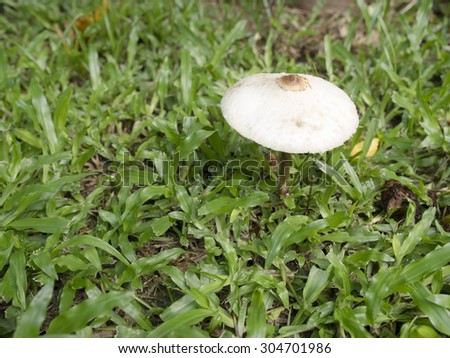 Mushroom in front yard