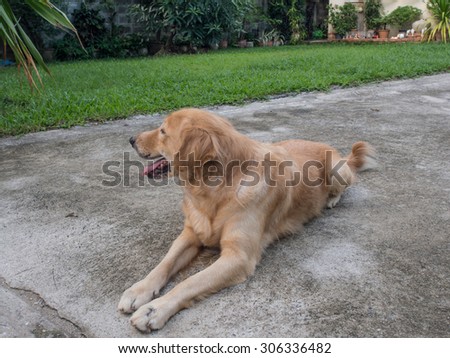 Golden retriever dog turn face away