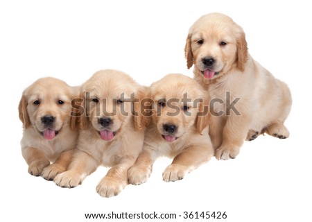 Cute Puppies For Backgrounds. cute golden retriever