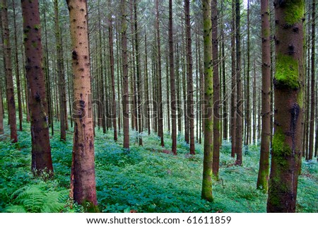 Deep forest in the Black Forest, Germany