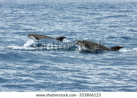 Dolphins in the ocean near Vila Franca do Campo in Sao Miguel, Azores Islands