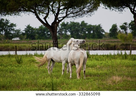 two horses play on pasture on gray day