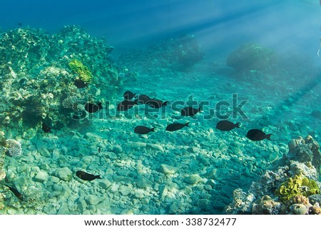 coral and fish in the sea at one meter deep