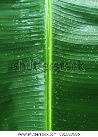 Nature background, the green banana leaf with water droplets, all real.
