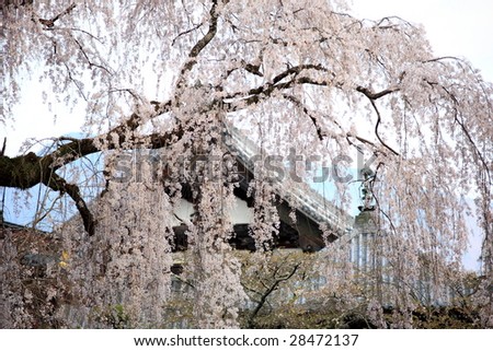 weeping cherry tree pictures. stock photo : Weeping cherry