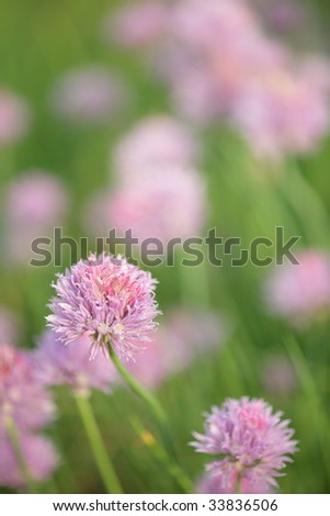Chives in the field at Ashikaga Flower park, Japan