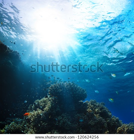 red sea underwater coral reef with fishes and sunrays at the surface