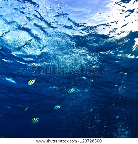 design template abstract blue underwater surface with ripples and stripped fishes