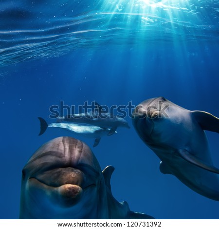 Sunrays And Deep Blue Water Surface With Two Funny Nice Dolphins Underwater
