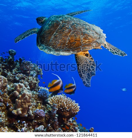 Red sea diving big sea turtle swimming over colorful coral reef full of fishes