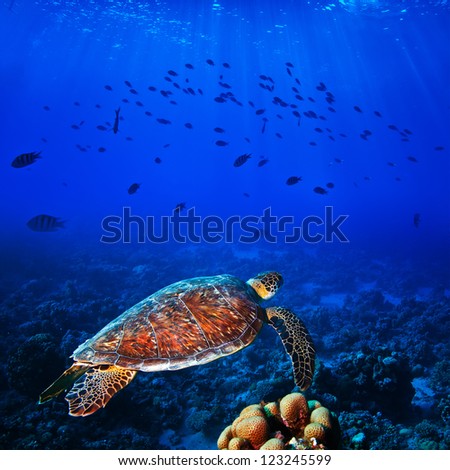 Sea turtle swimming in deep blue in front of shoal of fish with sunrays underwater