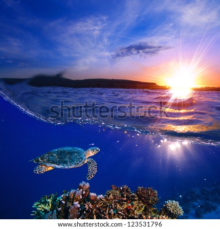 Sea Turtle Swimming Over Beautiful Coral Reef Under Sunset Sky Splitted By Waterline
