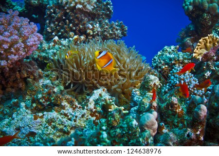 underwater coral garden full of colorful fishes with anemone and a family of yellow clownfish
