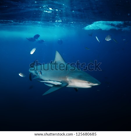 design underwater postcard big angry dangerous shark hunting in blue deep ocean