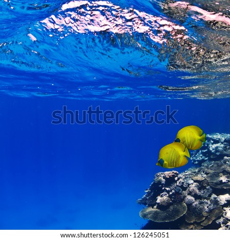 beautiful underwater abstract pattern coral reef and a pair of yellow butterfly fishes
