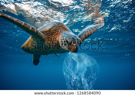 Water Environmental Pollution Problem Underwater animal Sea turtle eating Plastic