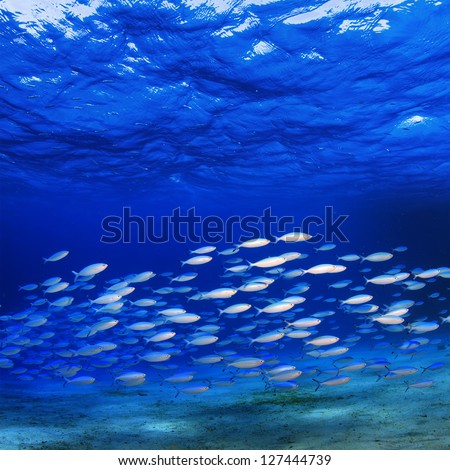 Underwater Template Fishes Shoal Swimming Under Wave Surface On Blue Background