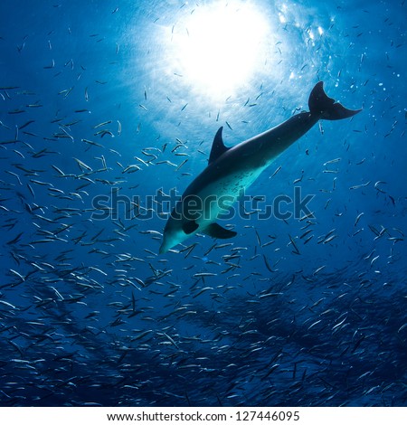 wild dolphin hunting underwater with fish around and bright sunlight