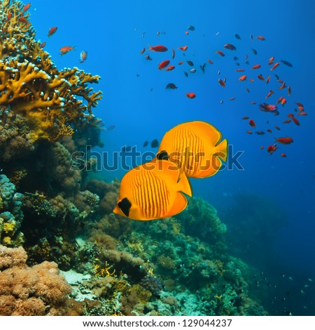 tropical underwater template beautiful coral reef full of different color fishes tropical underwater template beautiful coral reef full of different color fishes