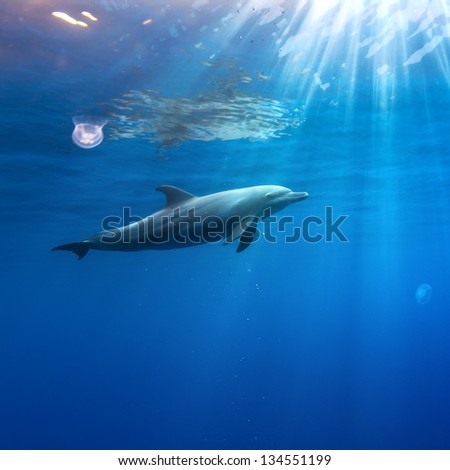 tropical open water with wild dolphin swimming underwater close the sea surface between sunrays