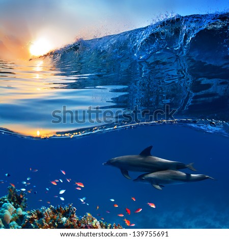 two beautiful dolphins swimming underwater through coral reef full of life with nice breaking wave