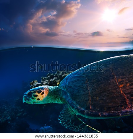 Sea turtle swimming over beautiful coral reef close the surface under sunset sky splitted by waterline