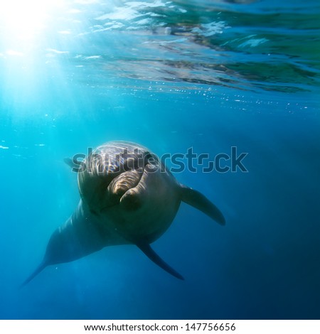 Tropical Marine Life With Wild Dolphin Swimming Underwater Close The Sea Surface Between Sunrays